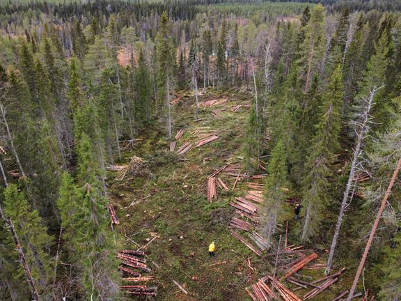 Greenpeace: Stora Enson tiedote paljastaa, että piittaamattomuus on metsäteollisuudessa sääntö eikä poikkeus